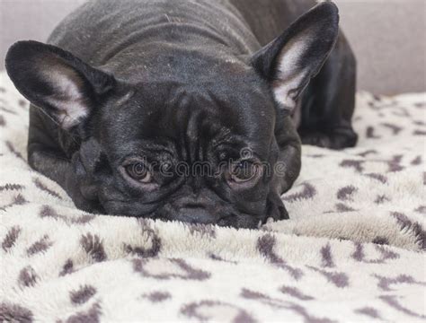 Black French Bulldog Dog Sitting On The Sofa Look Stock Image Image