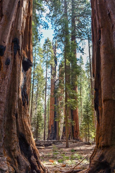 Things To Do In Sequoia And Kings Canyon National Parks Happiest Outdoors