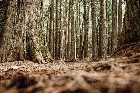 Low Angle Perspective Of Cedar Forest By Stocksy Contributor Justin