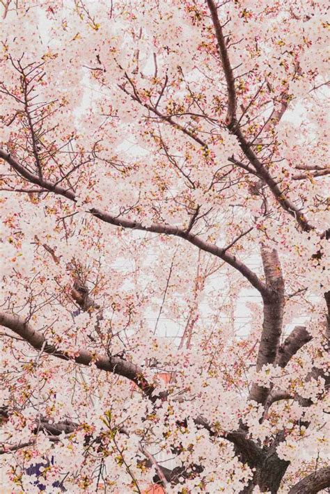 257 Best Cherry Blossom Captions Quotes For Instagram