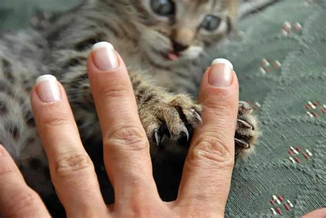 Do Cats Claws Grow Back After Being Declawed Read It Here