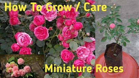 How To Grow Miniature Roses In Pots Youtube