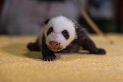 National Zoo Reveals Panda Cub Is A Boy