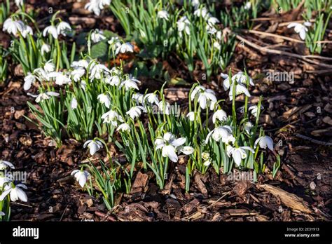 Snowdrops Galanthus Flore Pleno An Early Winter Spring Flowering