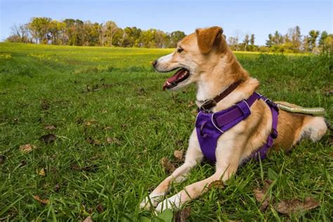 Can Harnesses Hurt Dogs Smartly Pet