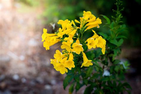 This is the season for flowers in arizona. Yellow Bells: An Easy Plant for Desert Landscaping