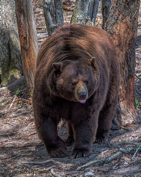 Michigan Black Bear By Leeann Mclanegoetz