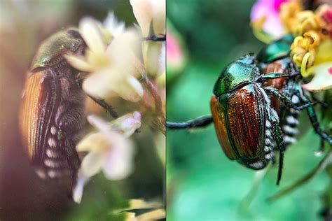 Do Ladybugs Eat Japanese Beetles Bedbugs
