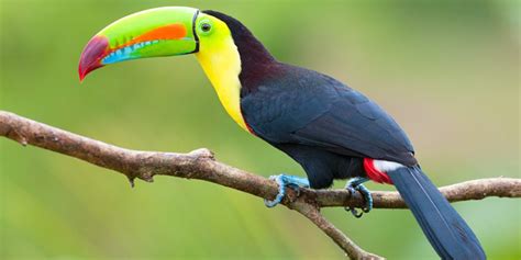 Top 10 Most Beautiful Birds In The World Top To Find