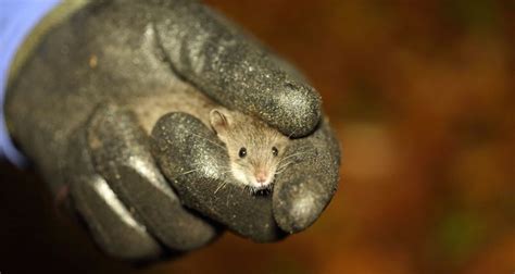 They are cultural totems, food sources, bearers of wisdom and guides to the seasons. Rare Australian water mouse found living in Caloundra ...