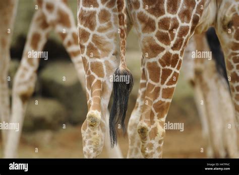 Network Giraffe Giraffa Camelopardalis Reticulata Hind Legs Tail
