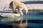 Polar bears face new challenge as sea ice becomes speedier, study says ...