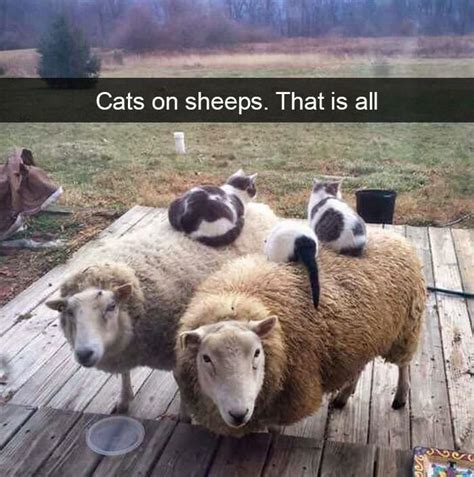 Pin By Rachel Crable On Animals Can Be Funny Funny Animal Pictures