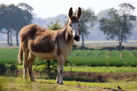 Donkey Vs Mule Whats The Difference With Pictures Pet Keen