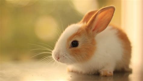 Top 10 Best Small Rabbit Breeds To Keep As Pets