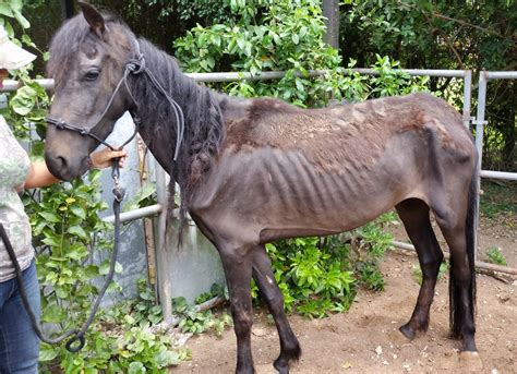 Horse Cruelty Charges A Very Big Deal At South Florida