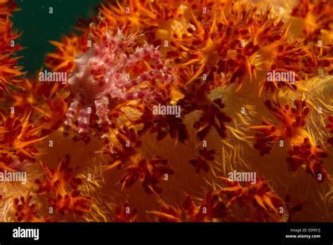 Anilao Philippines Underwater Sea Life Marine Life Crab Colorful