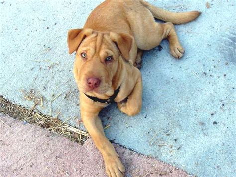 Junie is thought to be a lab/shar pei x. Lab Pei (Shar Pei x Lab Mix) Temperament, Training, Puppies, Pictures