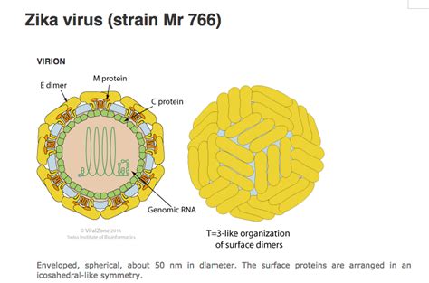 Modelo En 3d Del Virus Zika Microbioblog