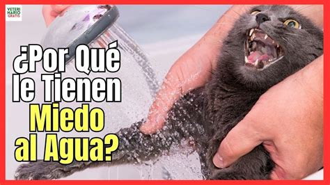 🐙 ¿porquÉ Los Gatos Le Tienen Miedo Al Agua 🐙 Youtube