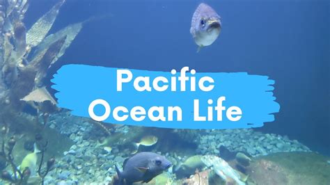 Pacific Ocean Underwater Marine Life Youtube