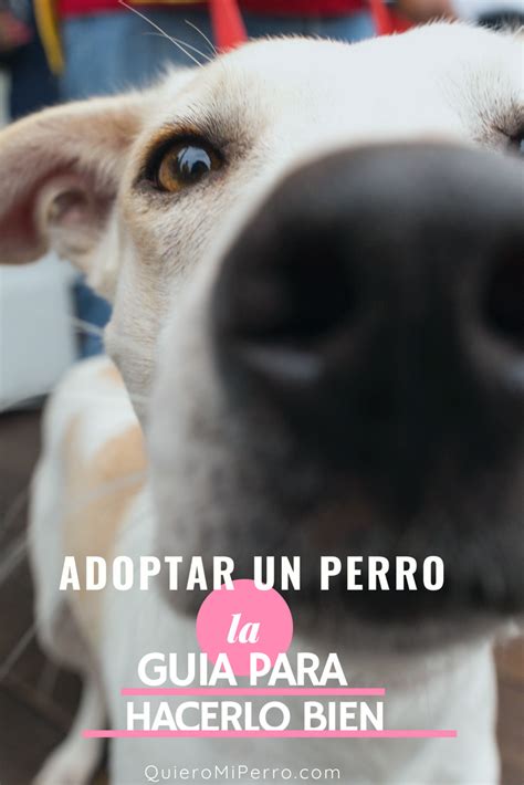 Adoptar Un Perro ¿ Qué Debo Tener En Cuenta Quiero Mi Perro Dogs