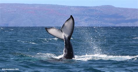 Humpback Whales National Marine Sanctuary Visitor Center Maui