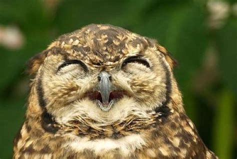 Funny Owls That Are Laughing 35 Pics