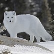 Pictures Of Animals In The Arctic Tundra - the meta pictures
