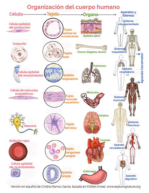 Organización Del Cuerpo Humano Human Body Systems Human Body Organs