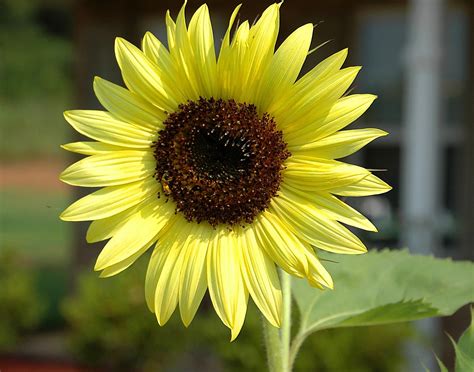 Large Sunflower Free Stock Photo Public Domain Pictures