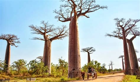 The Top Things To See And Do In Madagascar In 2022