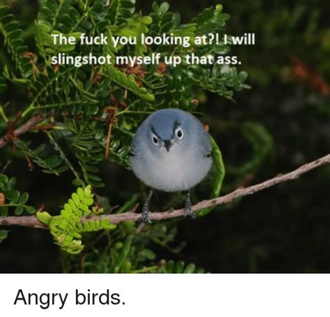the fuck you looking atiwill slingshot myself up that ass angry birds angry birds meme on me me