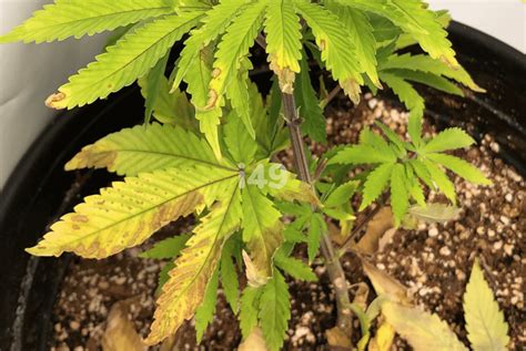 Solving The Problem Of Potassium Deficiency In Weed I49 Usa