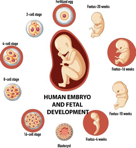 Desarrollo Embrionario Humano En Infograf A Humana Teaching Science