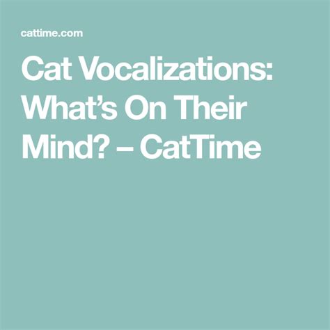 Cat Vocalizations Whats On Their Mind Cats Cat Facts Pet Clothes