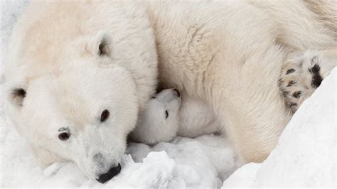 Polar Bear Cub Born At Highland Wildlife Park Bbc News