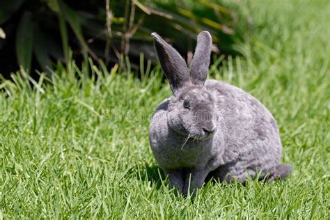 The Grey Rabbit On The Grass Breed Reks Ad Rabbit Grey Grass