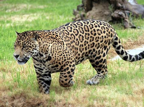 Thick Jaguar The 3rd Largest Cat Species In The World Rnatureismetal