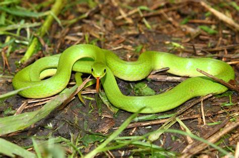 Wild Profile Meet The Smooth Green Snake Cottage Life