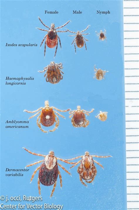 Is There Really A Big Epidemic Of Tick Diseases Cdc Warns About 7