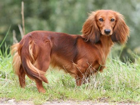 Pin On Dachshund