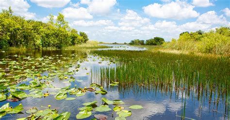 Importance Of Wetlands Build A Stash