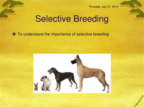 Ppt Selective Breeding Powerpoint Presentation Free Download Id