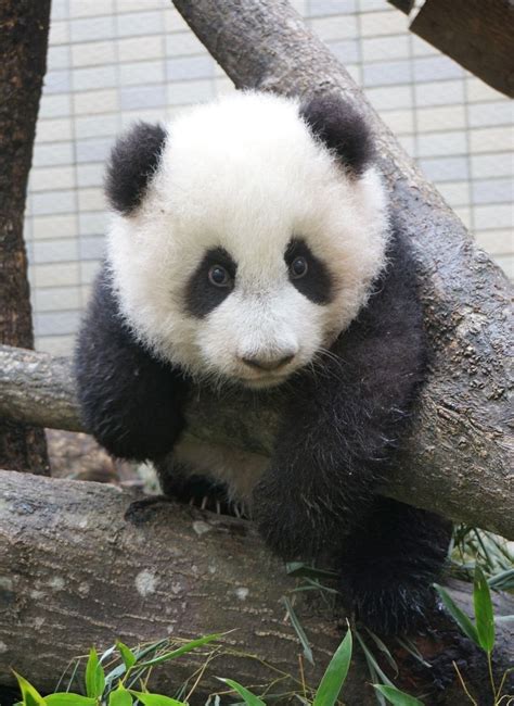Panda Bear Cubs Cute