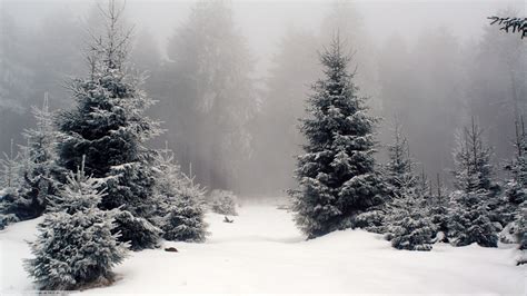 65 Snow Forest Wallpaper