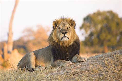The Lions Of Hwange National Park The Legacy Of Cecil Lonely Planet