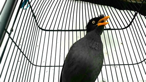 Home » suara burung » download suara burung hantu mp3 lengkap. Suara burung jalak untuk memancing burung jalak bahan ...