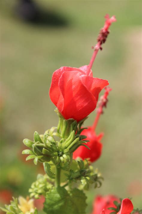 Turks Cap Malvaviscus Drummondii