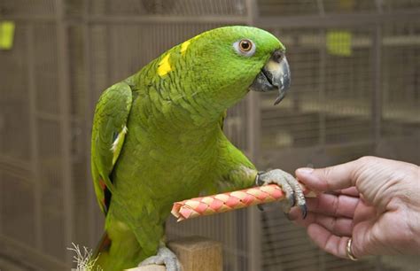 Top 10 Pet Amazon Parrot Questions Answered — Pet Central